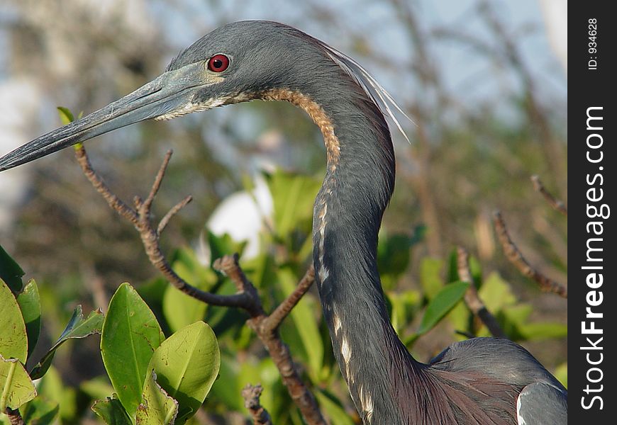 Blue heron in spring up river in Florida.