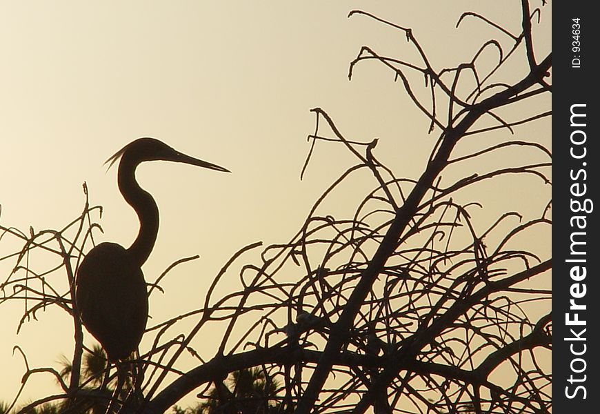 Egret at sunset up river in Florida.