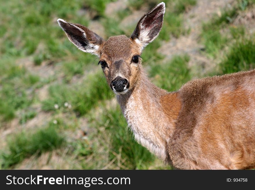 A young deer looking at the camera. A young deer looking at the camera.