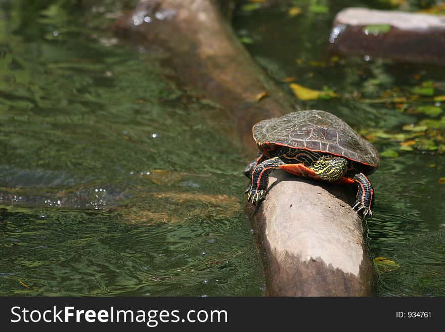 Painted Turtle