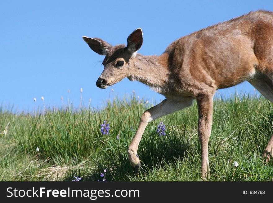 A young deer walking down a hill. A young deer walking down a hill.