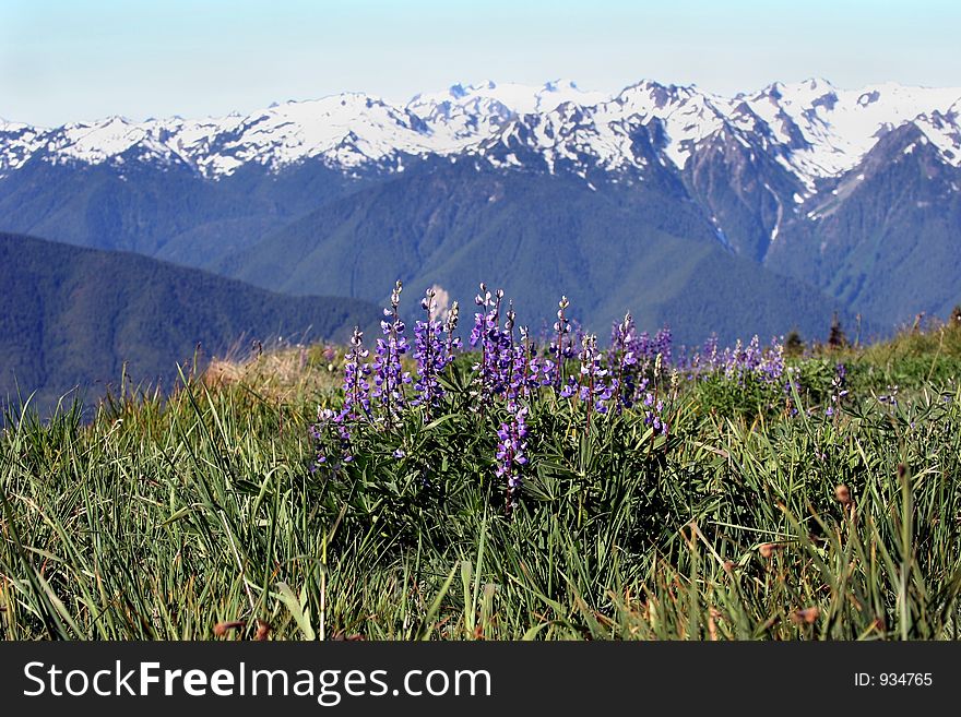 A field of flowers overlooking the Olympic mountain range. A field of flowers overlooking the Olympic mountain range.