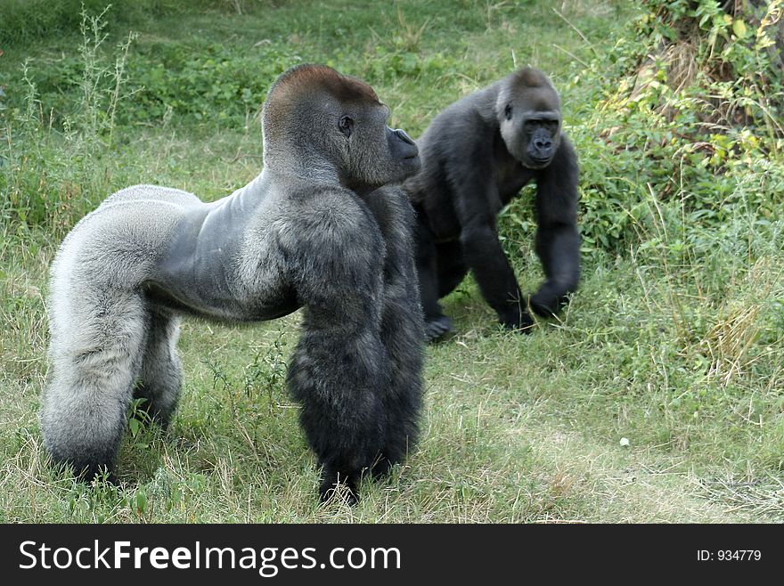 Male and Female Gorilla