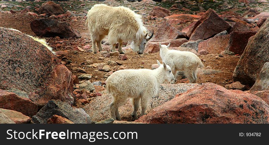 Rocky Mountain Goats on the summit of Mount Evans Colorado