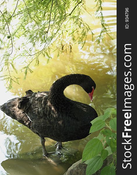 Black Swan swimming in pond. Black Swan swimming in pond