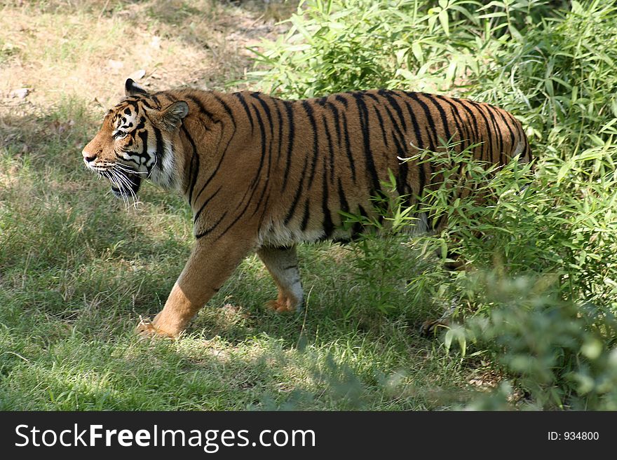 Tiger coming out of some brush. Tiger coming out of some brush