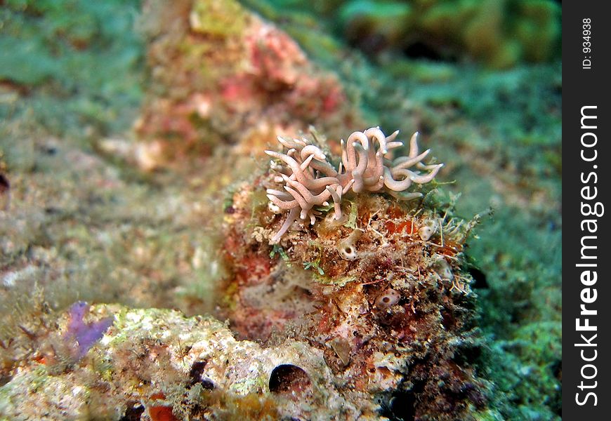 Phyllodesmium briareum. Phyllodesmium briareum