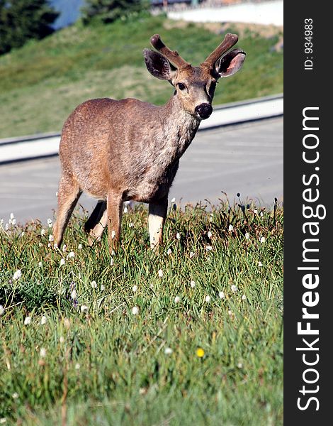 A young deer posing for the camera. A young deer posing for the camera.