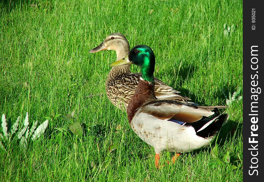 A couple of geese taking a summer walk.