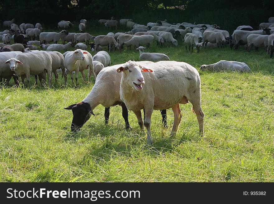 German sheep herd
