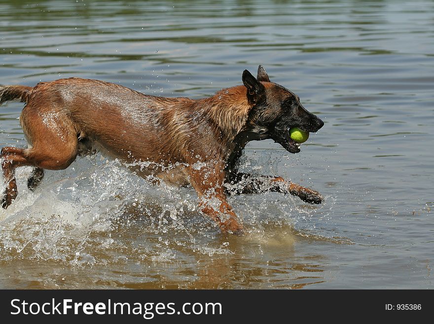 Belgian shepherd playing with ball in lake. Belgian shepherd playing with ball in lake
