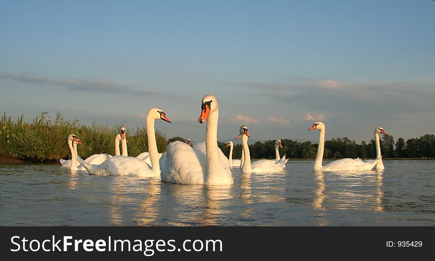 Swans in sunset