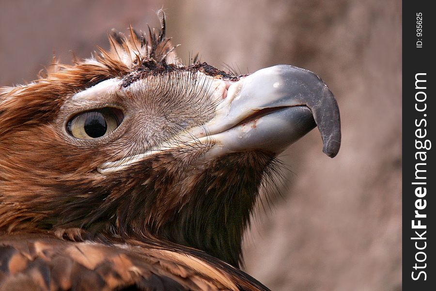 An eagle close-up