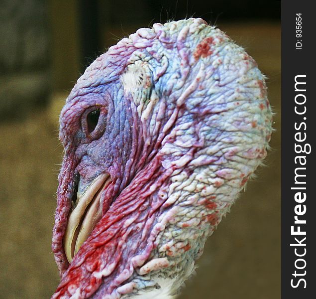 Turkey-cock