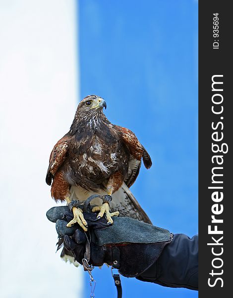 Eagle portrait