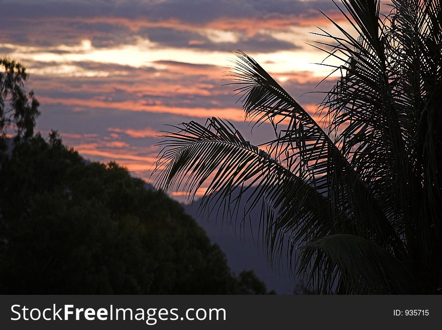 Palm tree leaves backlit by dramatic sunset. Palm tree leaves backlit by dramatic sunset