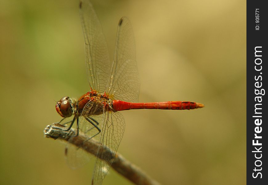 Red dragonfly on a branch - close-up