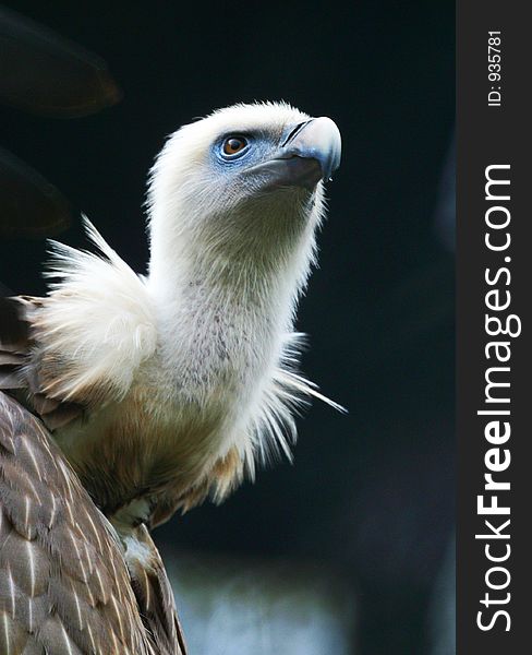An eagle close-up. Proud bird