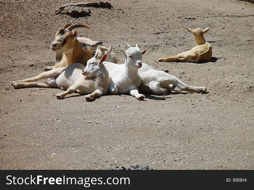 Goat family