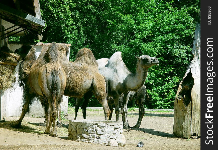 Camel in the zoo, in Lithuania