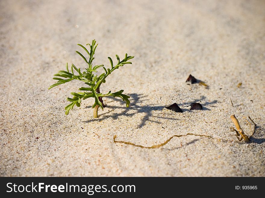 A little plant similar to palm on the beach. A little plant similar to palm on the beach