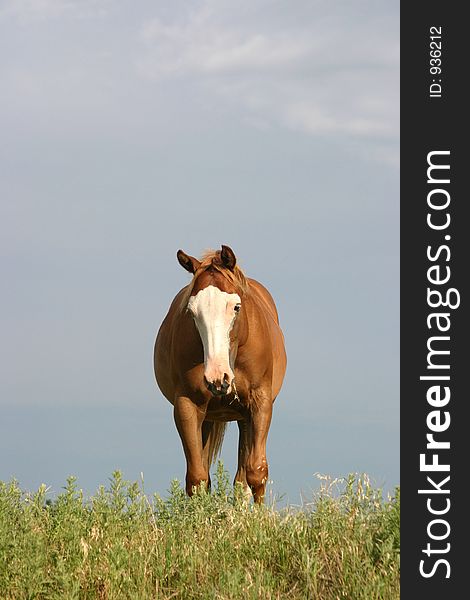 Baldfaced sorrel filly on top of hill on summer day, late afternoon sunshine, overcast sky in background. Baldfaced sorrel filly on top of hill on summer day, late afternoon sunshine, overcast sky in background.