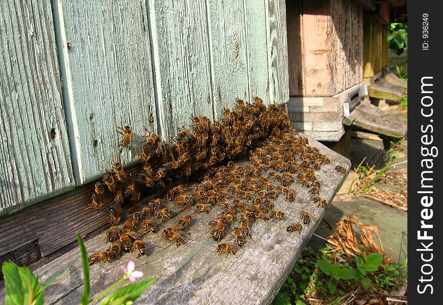 Beehives in natural environment