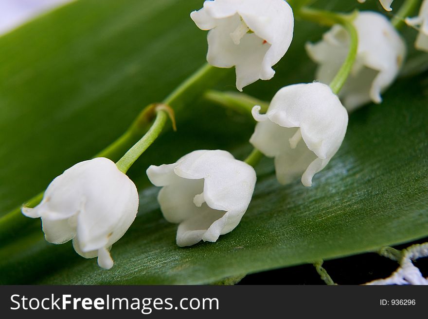 Exquisite spring flower-a lily of the valley. Exquisite spring flower-a lily of the valley