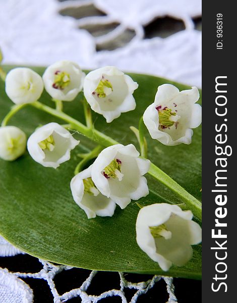 Exquisite spring flower-a lily of the valley. Exquisite spring flower-a lily of the valley