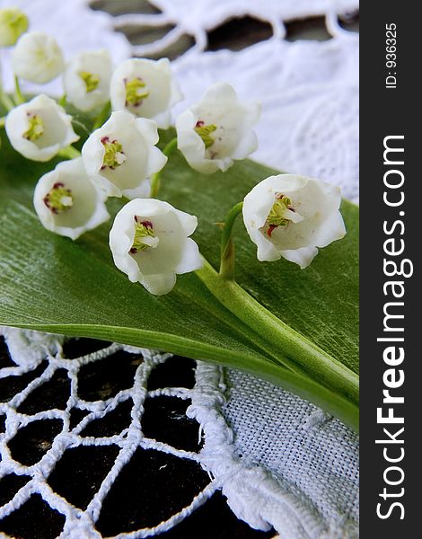 Exquisite spring flower-a lily of the valley. Exquisite spring flower-a lily of the valley
