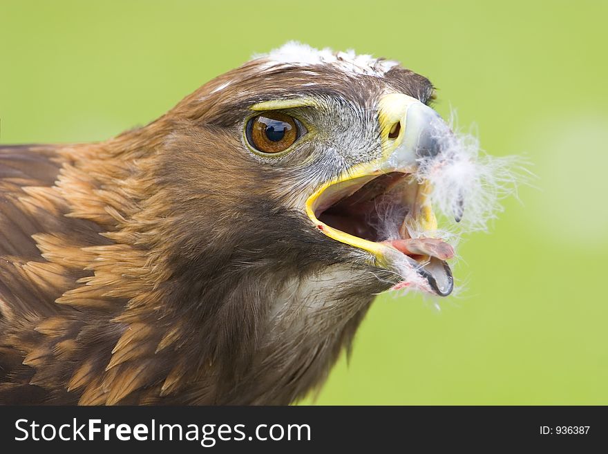 Golden eagle with a face full of feathers. Golden eagle with a face full of feathers