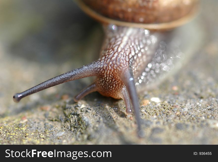 Macro of snail on a pathway