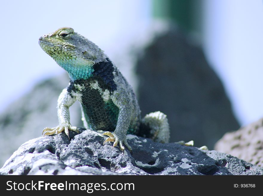 A lizard with a brilliant aqua blue shine rests on a Great Basin rock in Nevada. A lizard with a brilliant aqua blue shine rests on a Great Basin rock in Nevada.