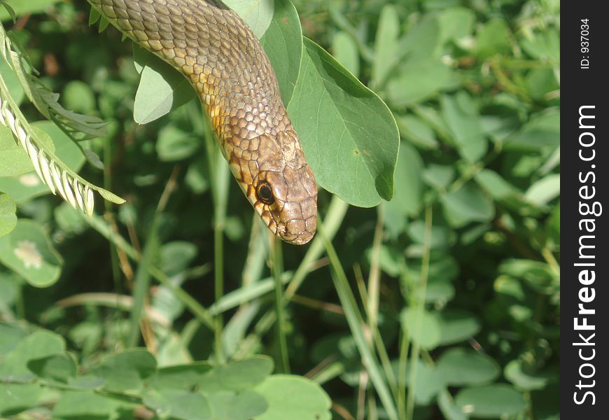 Grass Snake on tree