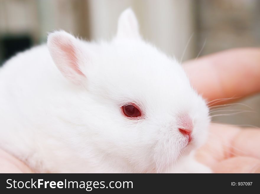 Adorable baby miniature rabbit. Adorable baby miniature rabbit