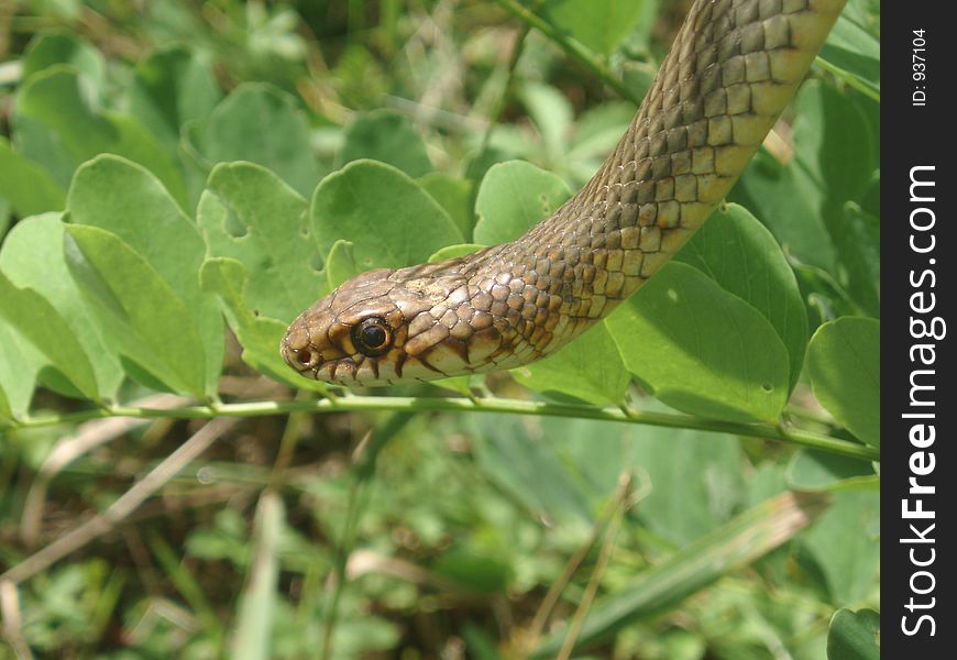 Grass Snake on tree