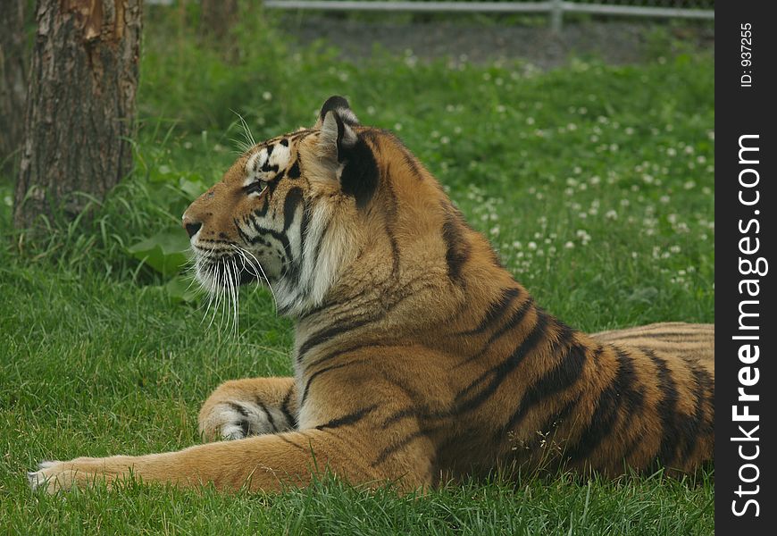 Tiger, grass, eyes, wild, paws, tree, ears, cat, whiskers, stripes, flowers, safari, animal, pounce, orange