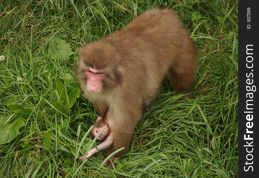 Macaque monkey with baby