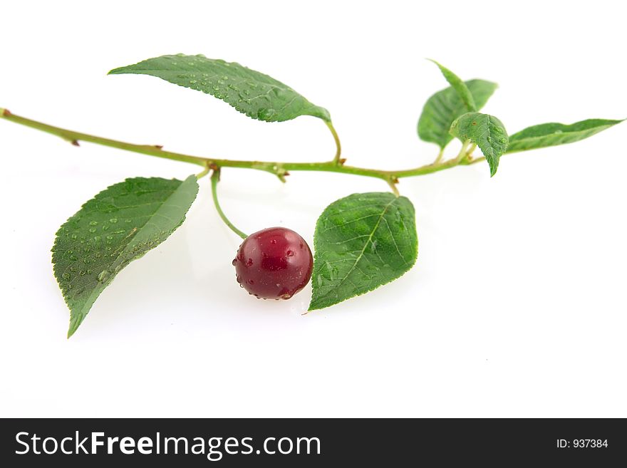 Morello cherry branchs with green leafs and single fruit