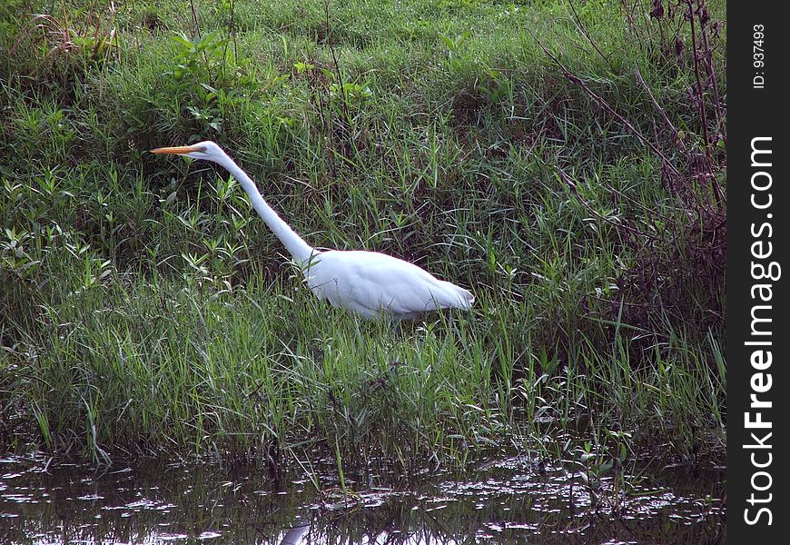 Hunting Along The Banks