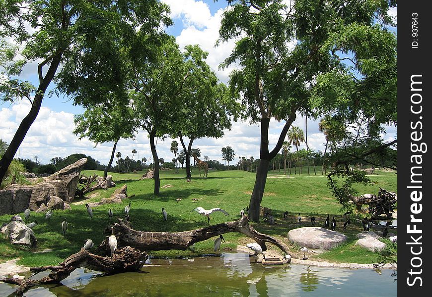 Giraffe and pelicans