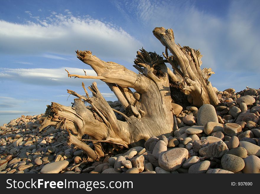 Tree stumps on a shingle beach lit by the late evening sun. Tree stumps on a shingle beach lit by the late evening sun