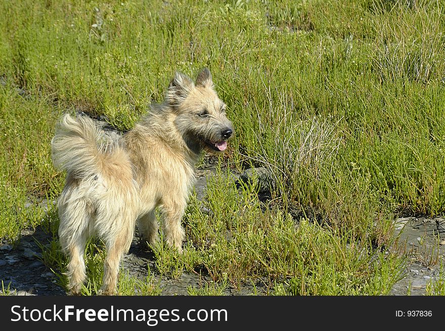 Riverside Dog