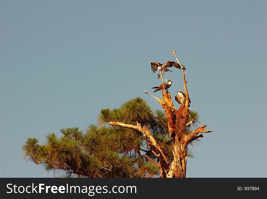 Osprey Feeding Young