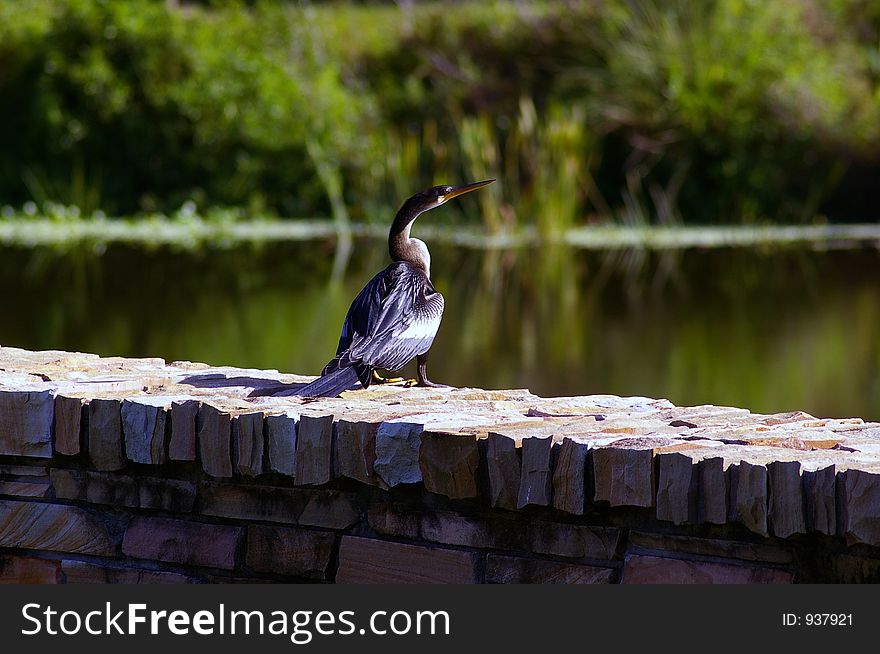 Photographed at Boca Ciega Millinum Park, Seminole FL. Photographed at Boca Ciega Millinum Park, Seminole FL