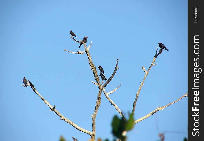 Four Blackbirds In A Tree