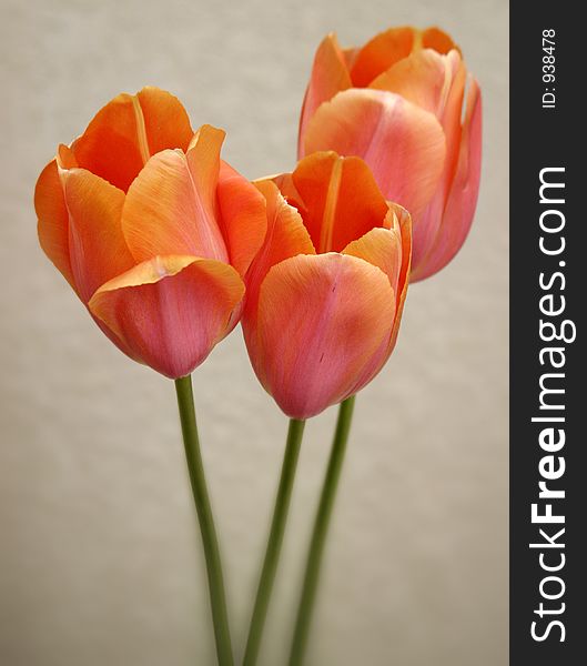 Image of tulips. Image of tulips