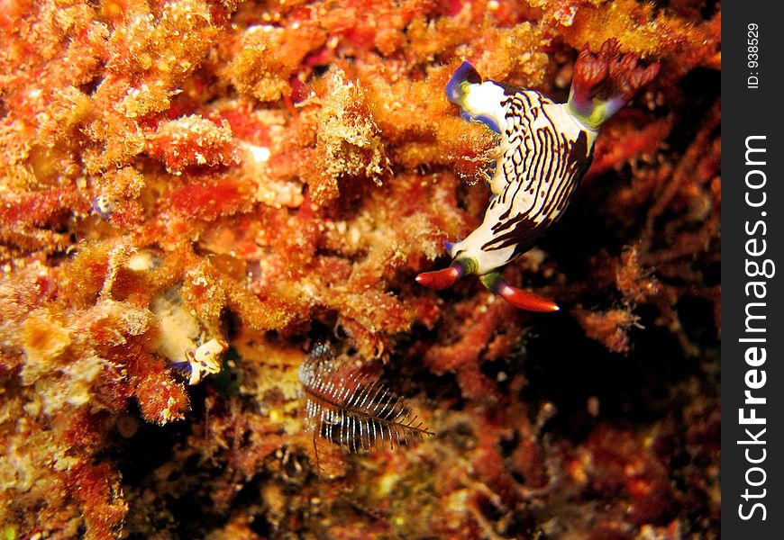 Nembrotha lineolata. Nembrotha lineolata