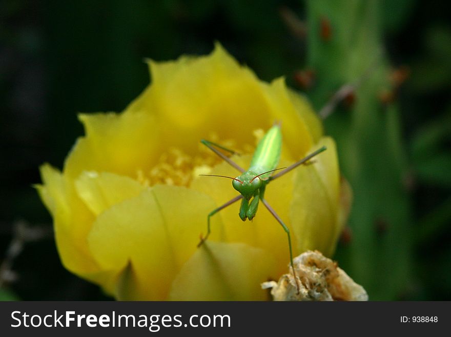 Preying Mantis On Cactus Bloom