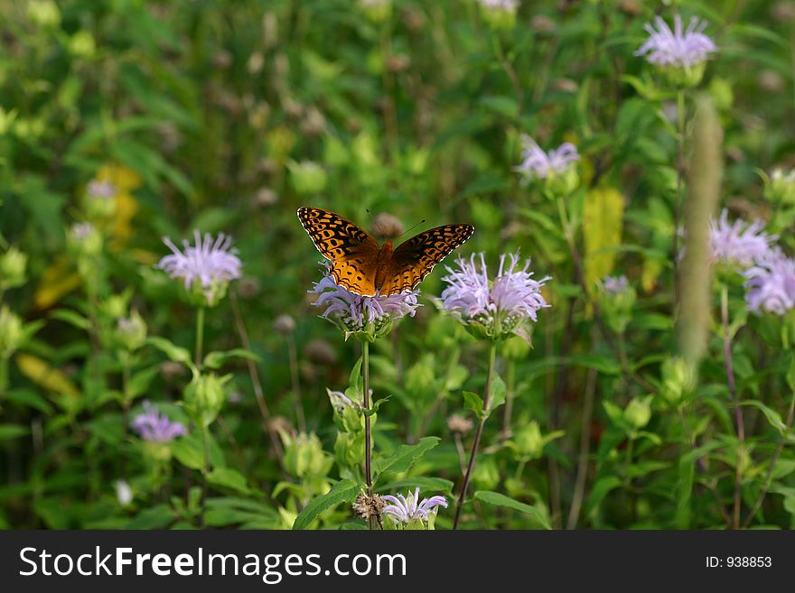 Great Spangled Fritillary on Monarda in a Meadow